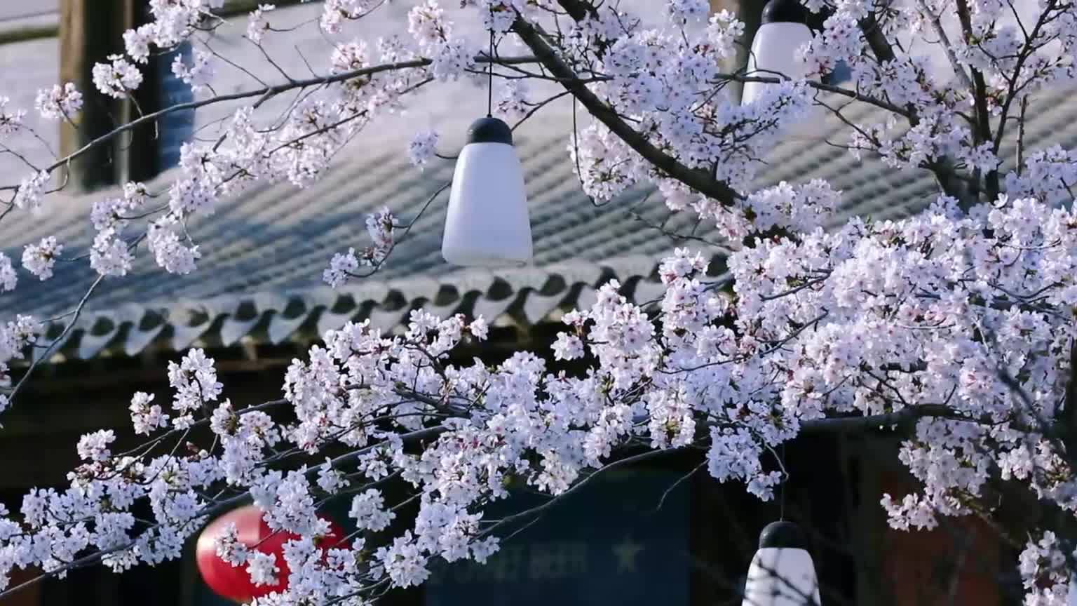 台儿庄古城樱花“闹春” 邂逅一场春意浪漫