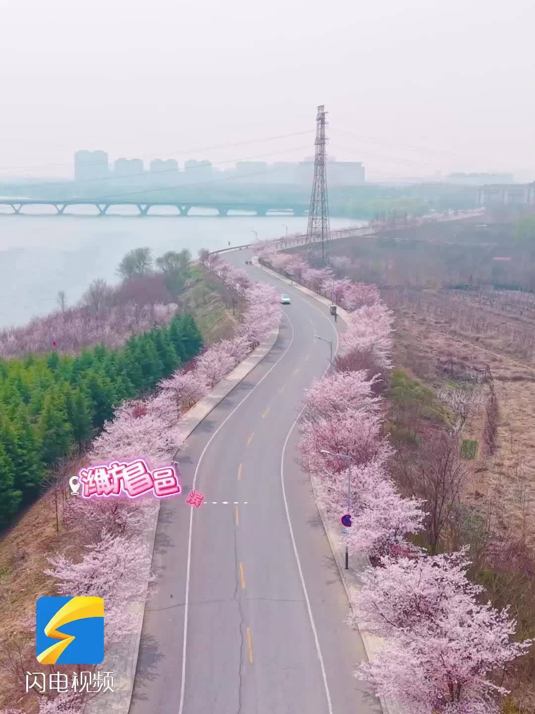 昌邑潍河春日繁花上线