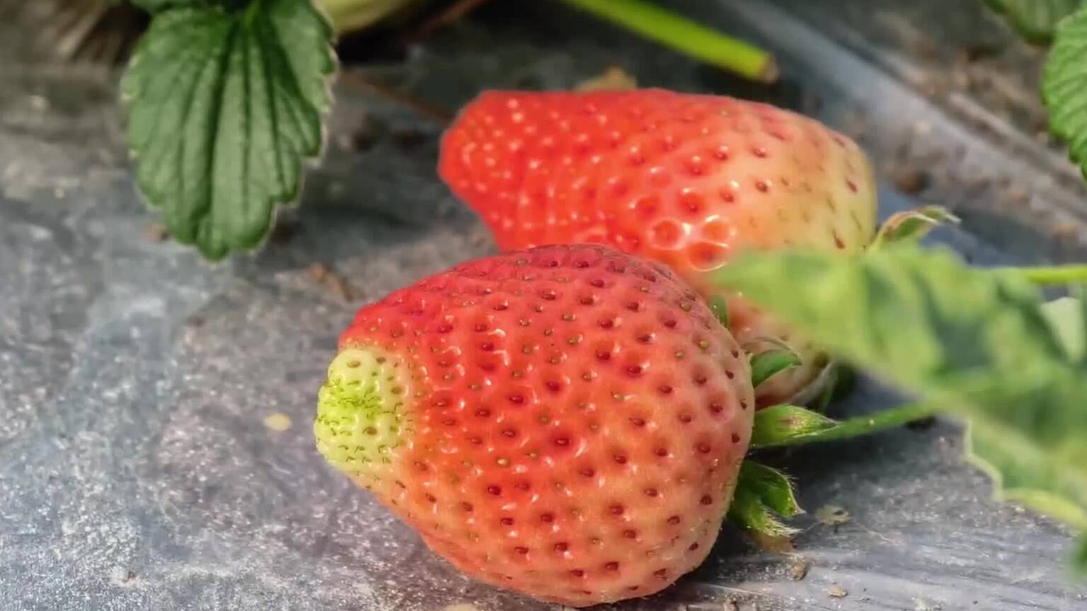 枣庄台儿庄草莓飘香 大棚撑起“致富伞”