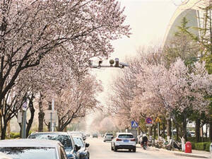 淄博：粉白花海扮靓春日街巷