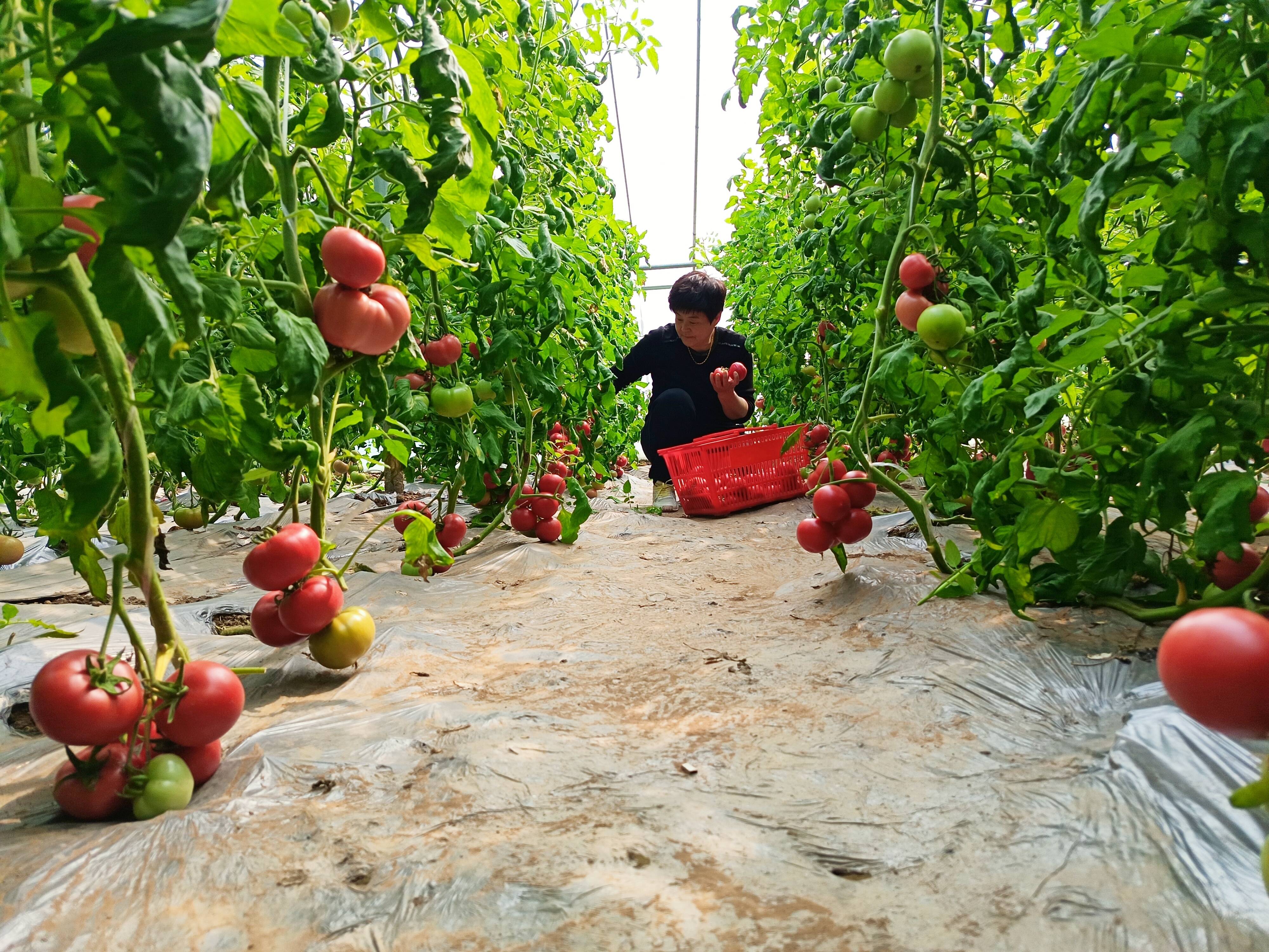 无棣：“绿色”果蔬铺就增收路