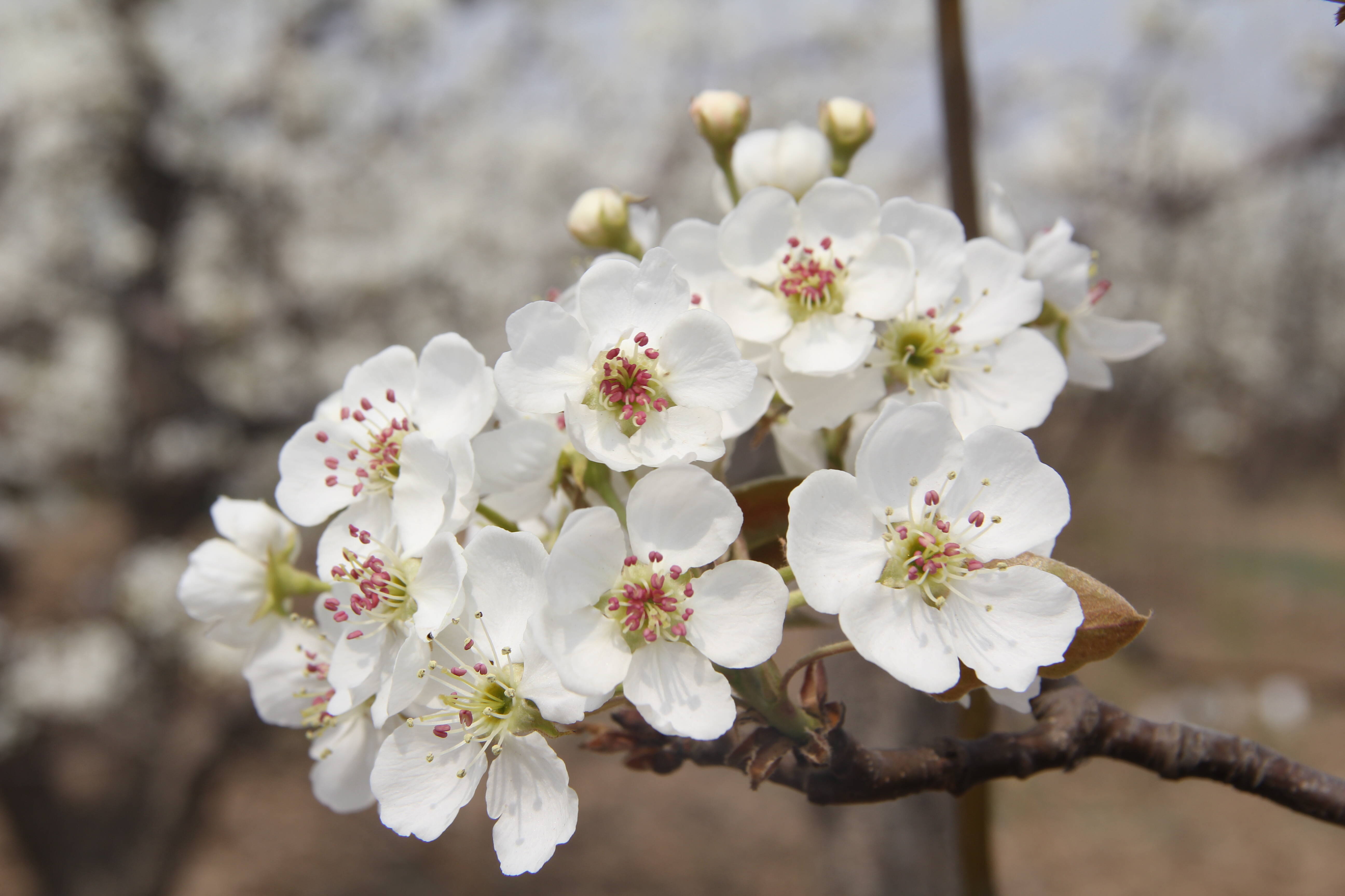 预告！阳信第37届梨花会4月4日启幕