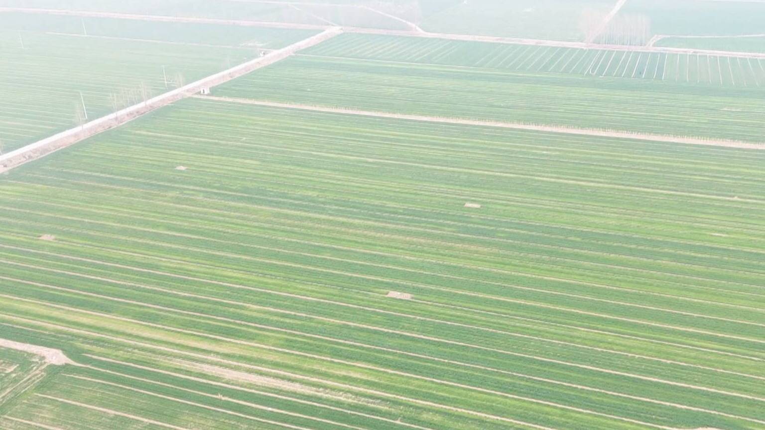 春耕春管进行时｜“农技壮苗”为晚播小麦定制“营养餐”