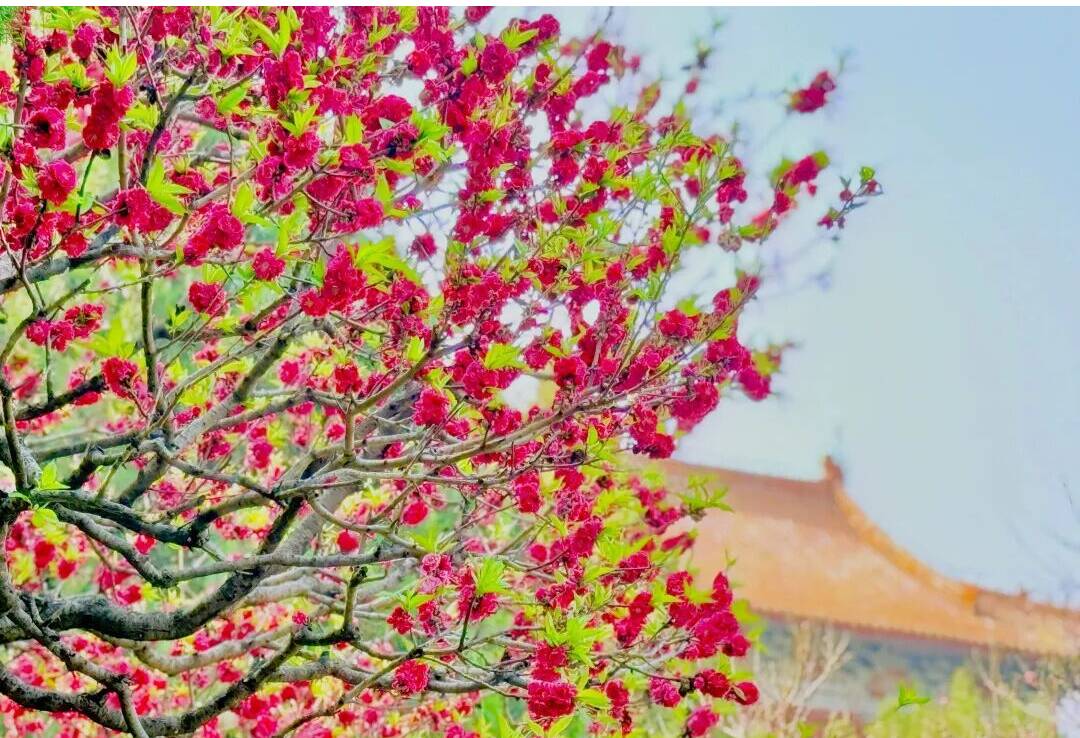 把岱庙的繁花藏进壁纸里 治愈一整个春天