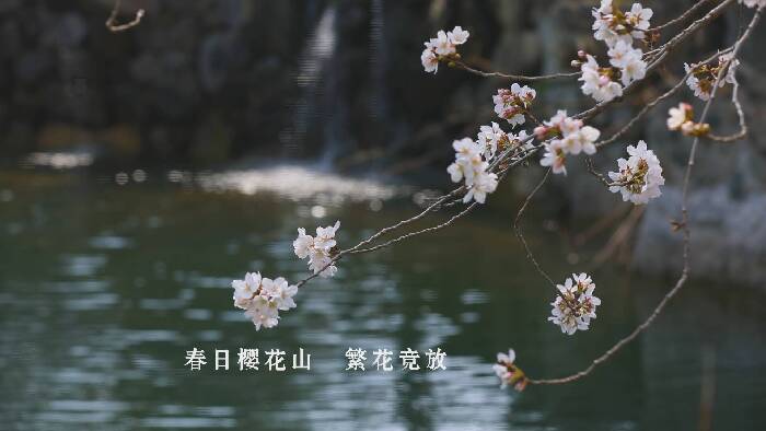 一帧一画皆春韵 樱花山风景区迎来赏樱季