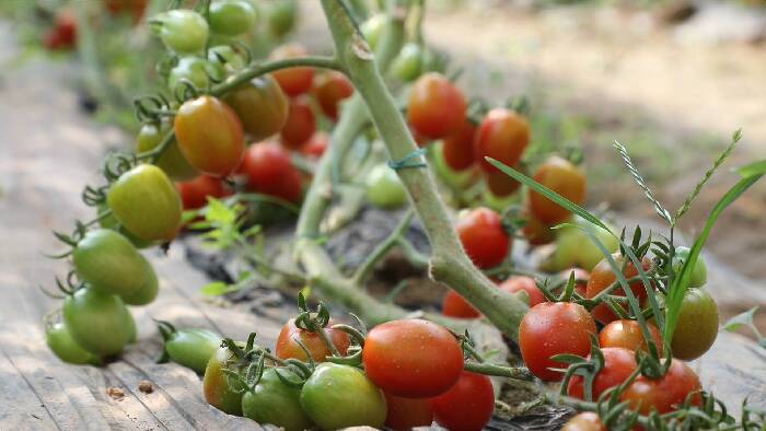 邹平市黄山街道：冬暖式大棚结出“致富果”