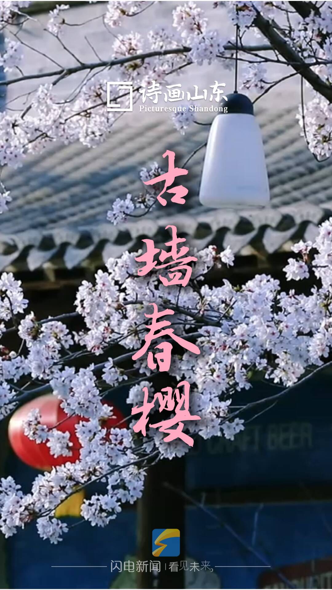 诗画山东丨春樱作笔 古墙为纸 这是独属于台儿庄的春天