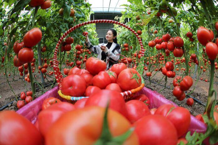 无棣：大棚采摘成景，这里的生态蔬菜水灵灵