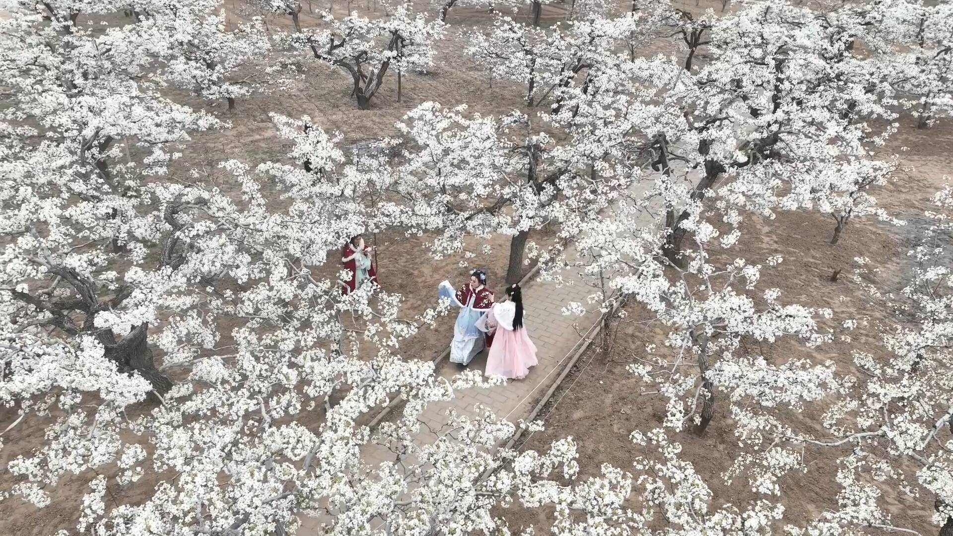 2026德州春季“黄河大集”暨夏津梨花季开启 文旅融合惠民兴农