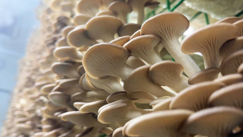 禹城：引进“智慧方舱”种植秀珍菇 7天采收一茬且全年不间断