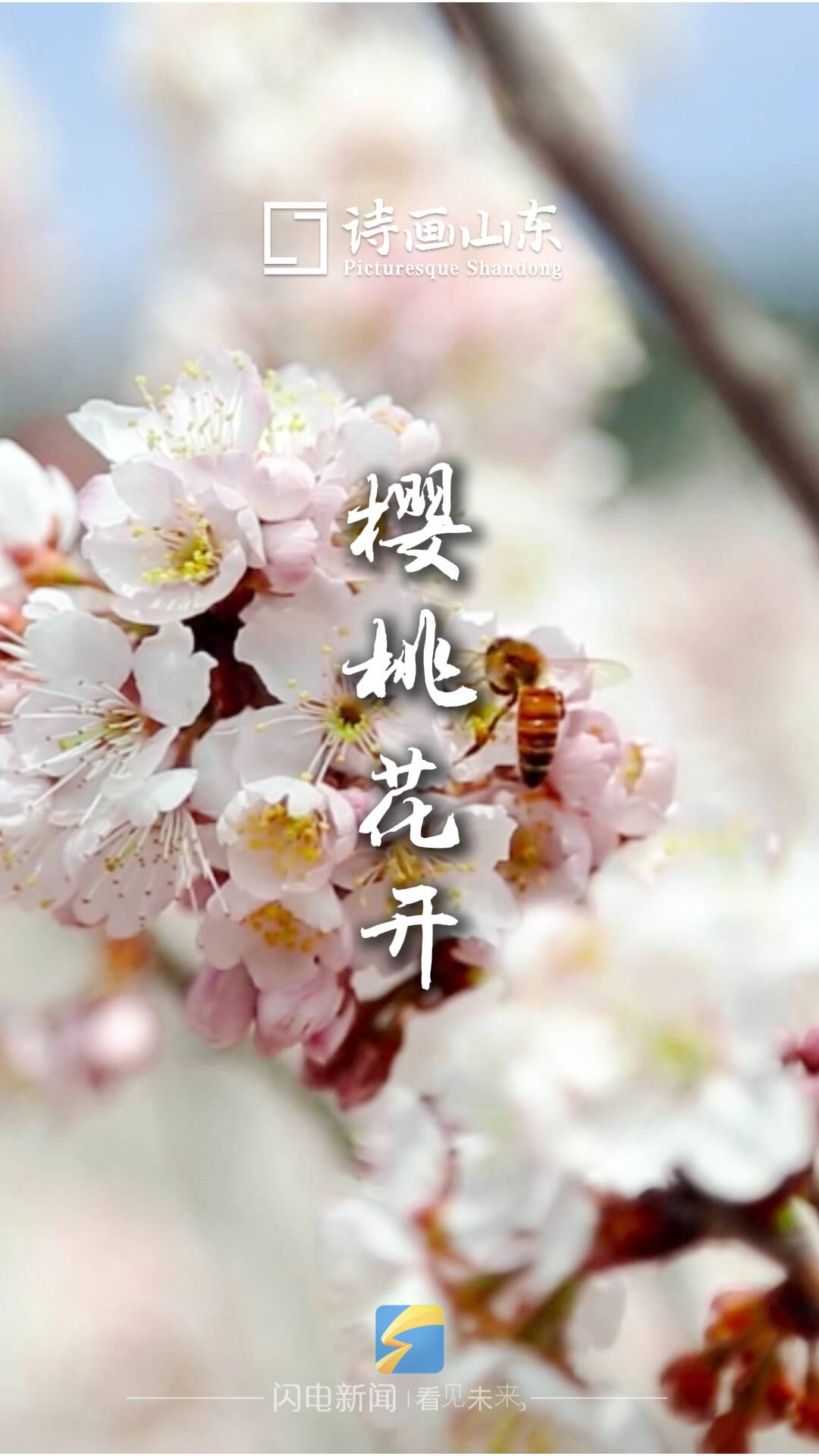 诗画山东丨万亩樱桃花如云似雪 来昆嵛山邂逅春日画卷