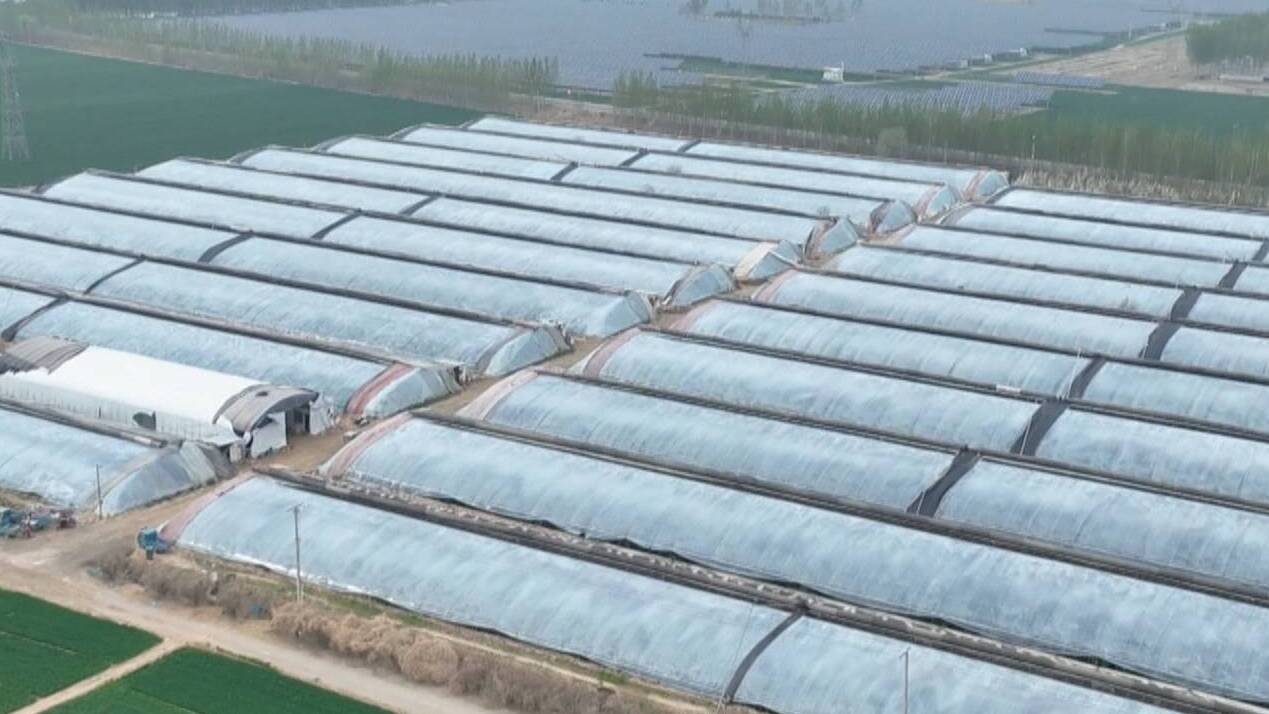 山东发布设施农业气象灾害风险预警
