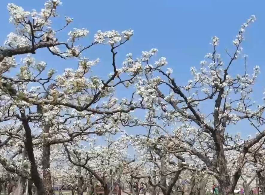 山东阳信梨花绽放解锁春日浪漫