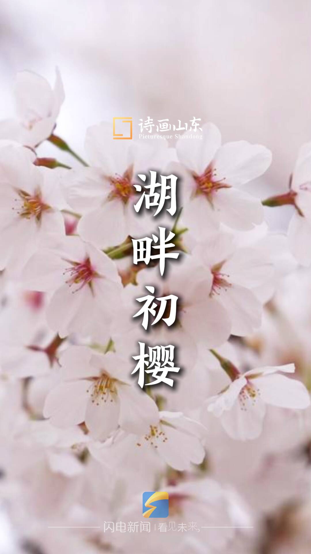 诗画山东｜“樱”你而来 满城浪漫 东营秋月湖畔的樱花只差一个赏花的你