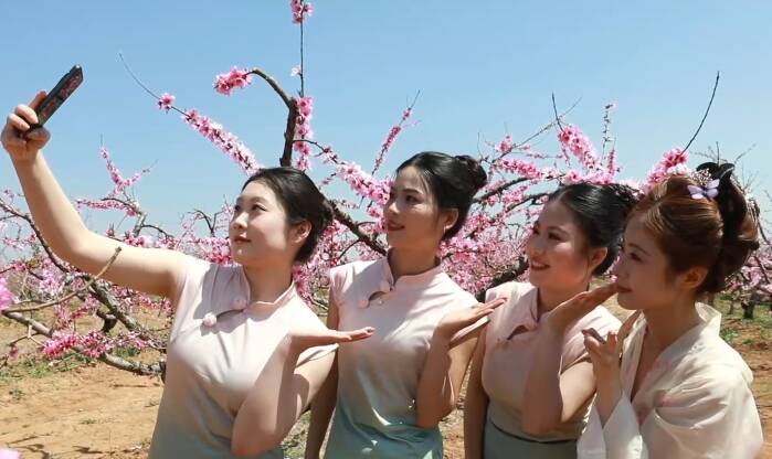 枣庄台儿庄万亩桃花峪 桃花灼灼美如画