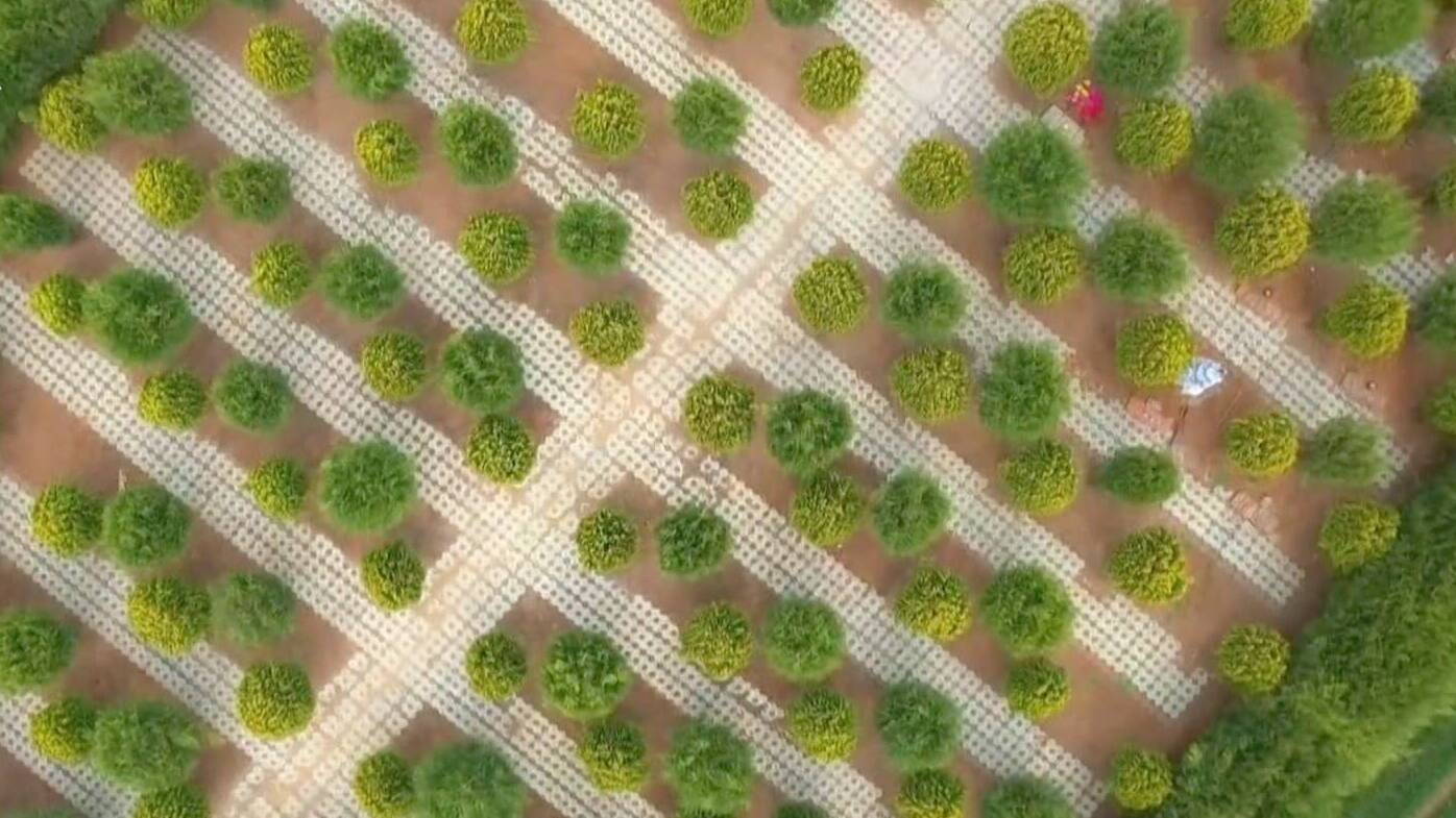 深化移风易俗 倡树文明新风｜节地安葬守耕地