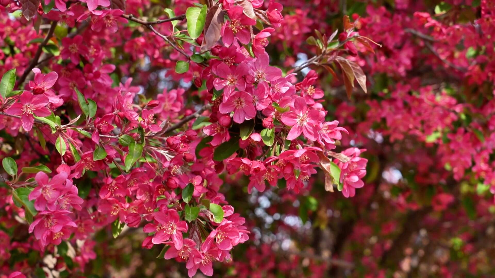 临清：千亩海棠醉游人