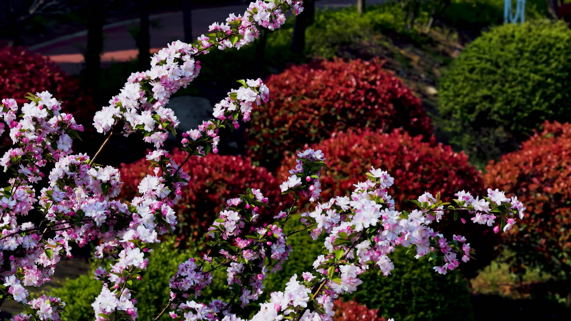 枣庄凤鸣路海棠盛放 解锁春日限定美景