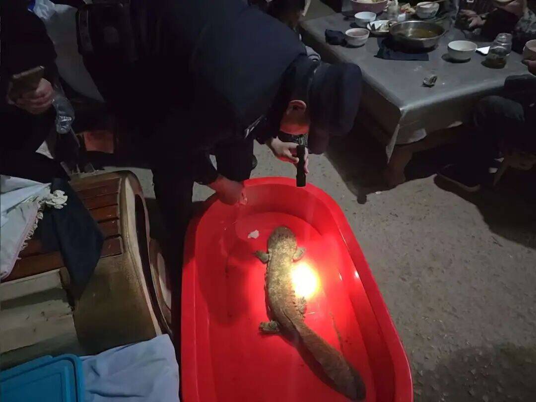 冠县一男子捡到“娃娃鱼”，警民联合救助放归自然