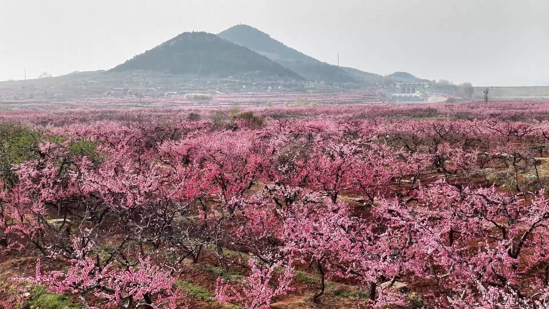万亩花开映乡野 枣庄山亭迎来春日盛景