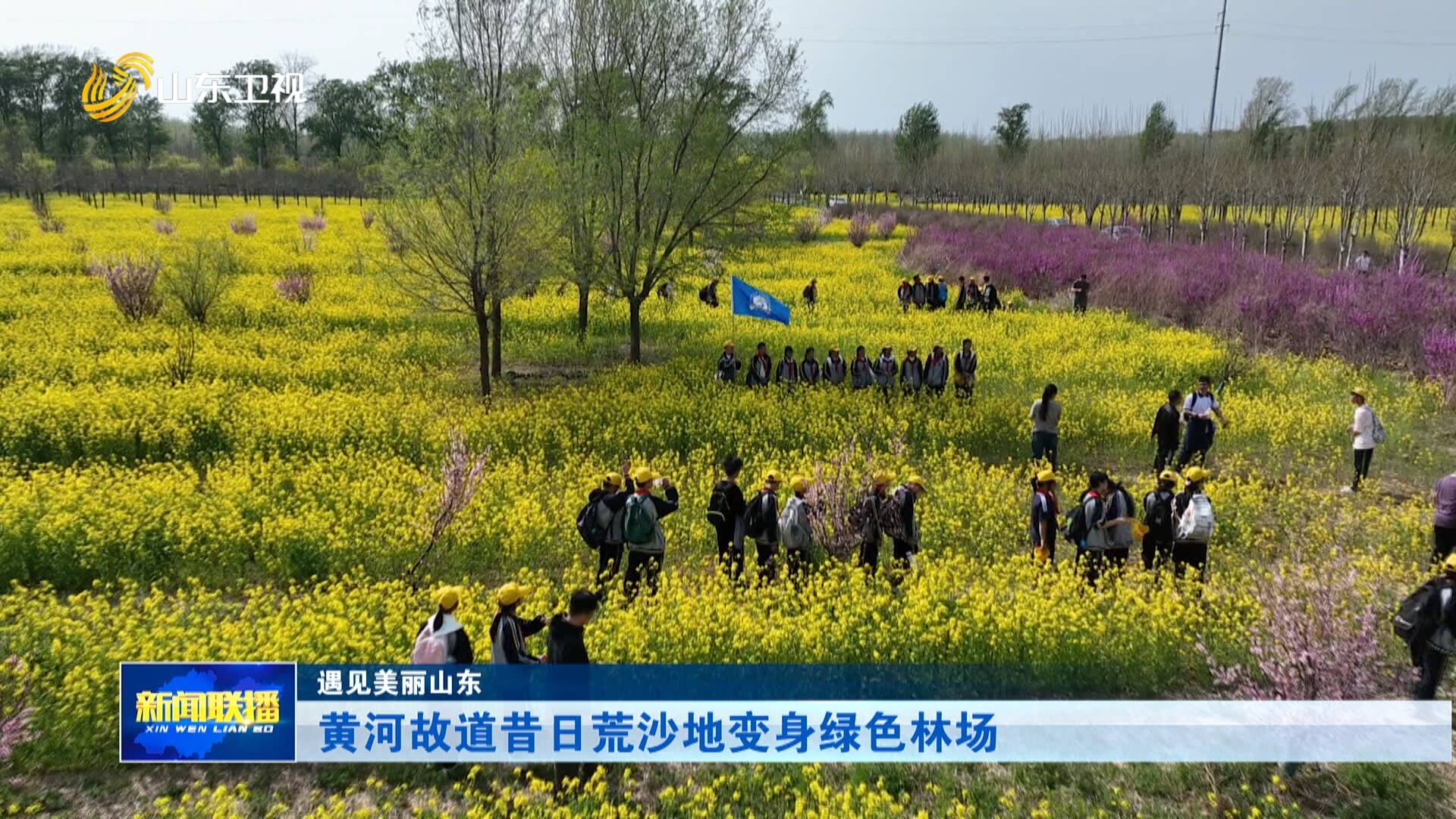 遇见美丽山东｜昔日荒沙地变身绿色林场