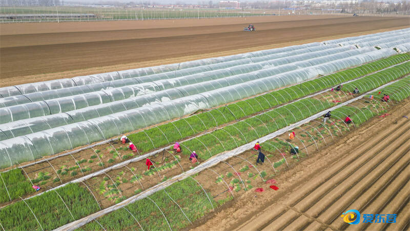 图说东营丨人勤春来早 沃野耕新章