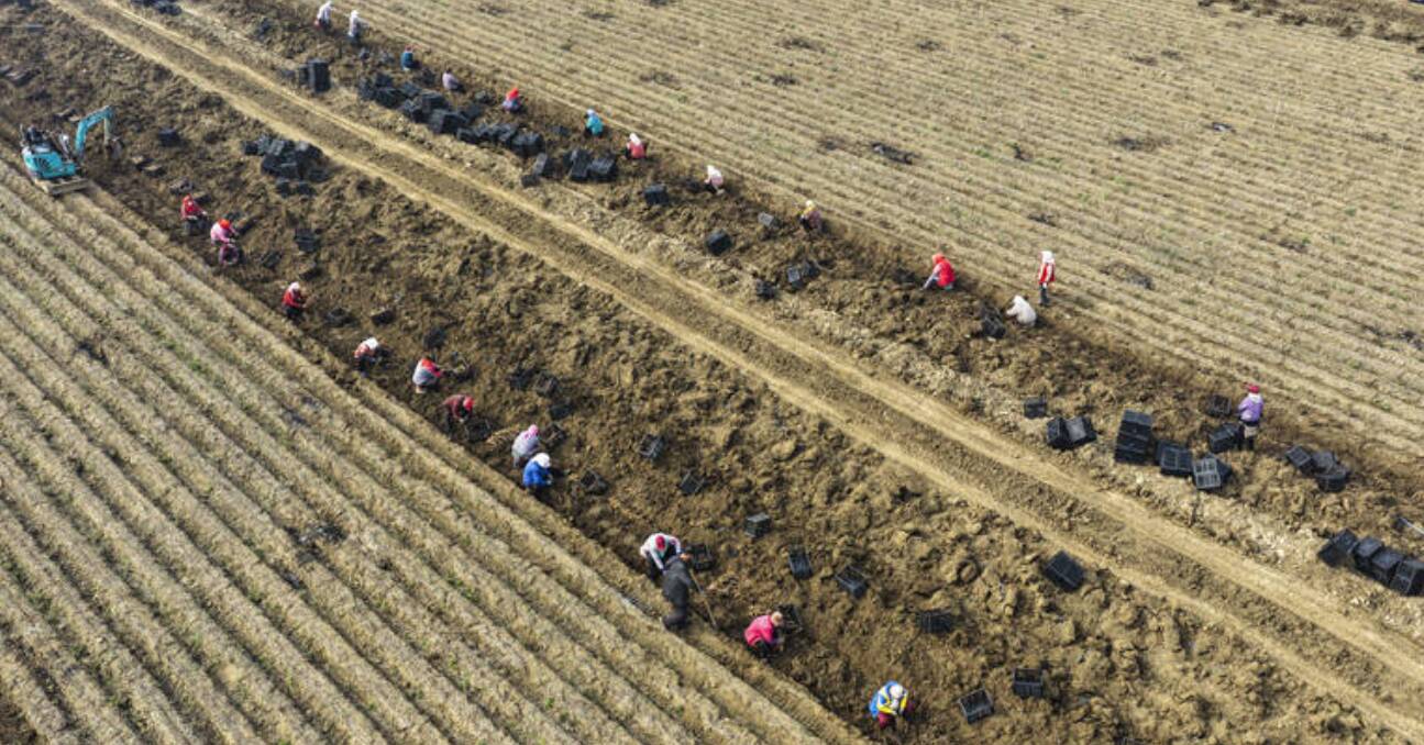 不负春光抢农时 春种春管田间忙 东营市多措并举抓实春耕生产