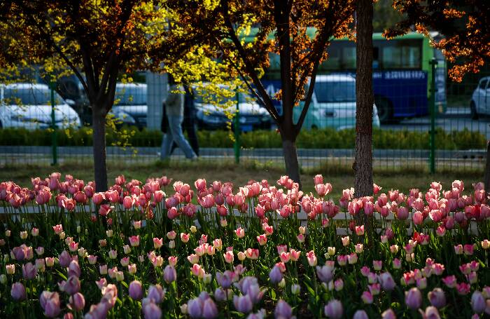 春日限定浪漫！滨州郁金香花海美如原生壁纸