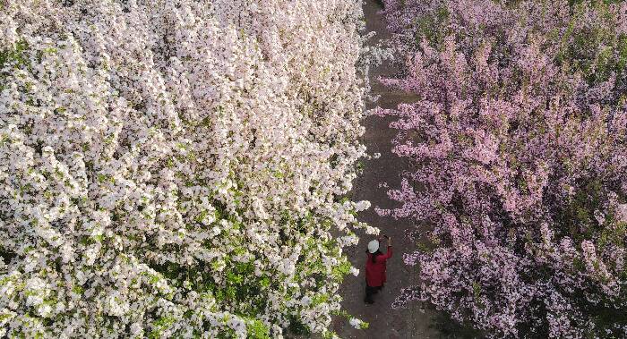 芳菲四月，海棠满城醉滨州