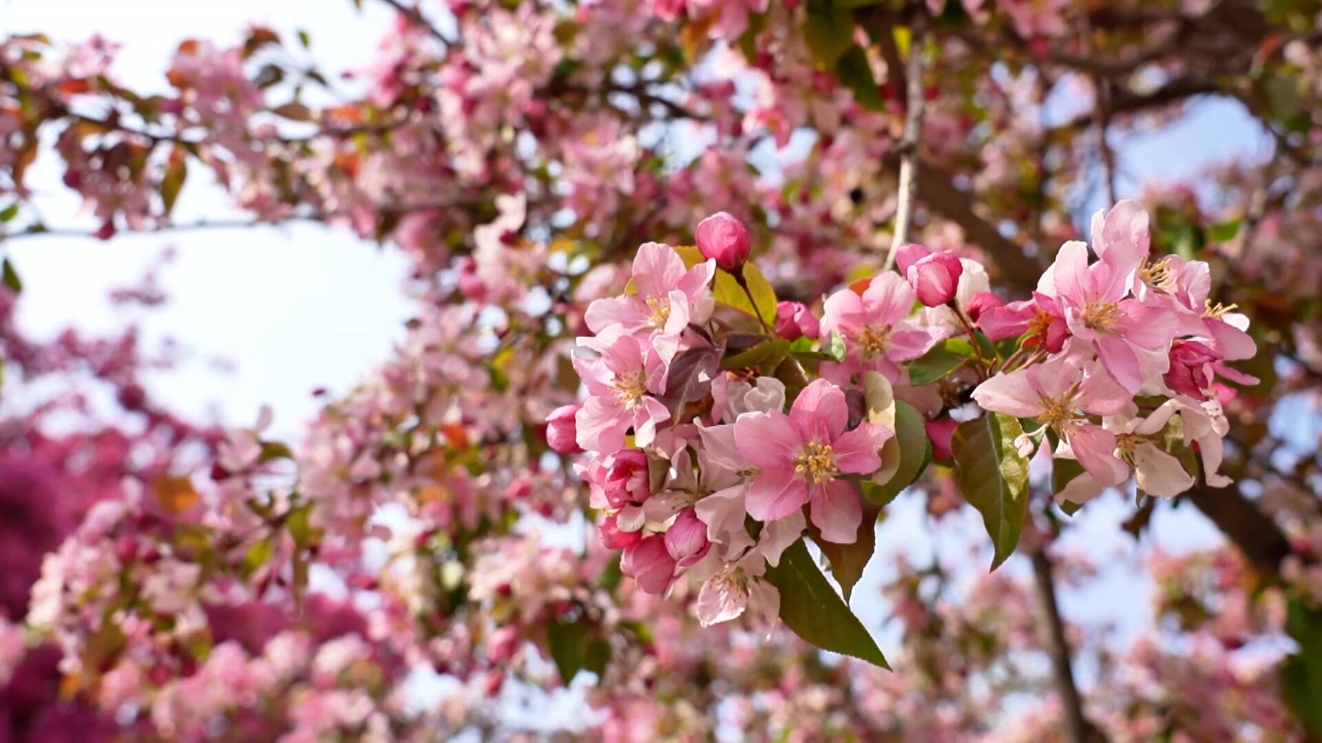 临清魏湾千亩海棠次第绽放 花海游园共赏芳华