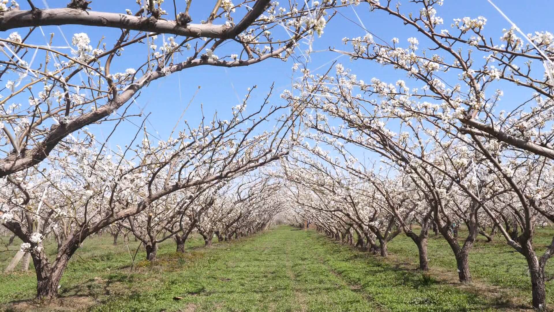 抢抓花期黄金窗口期 东阿以科技助农筑牢梨果丰收根基