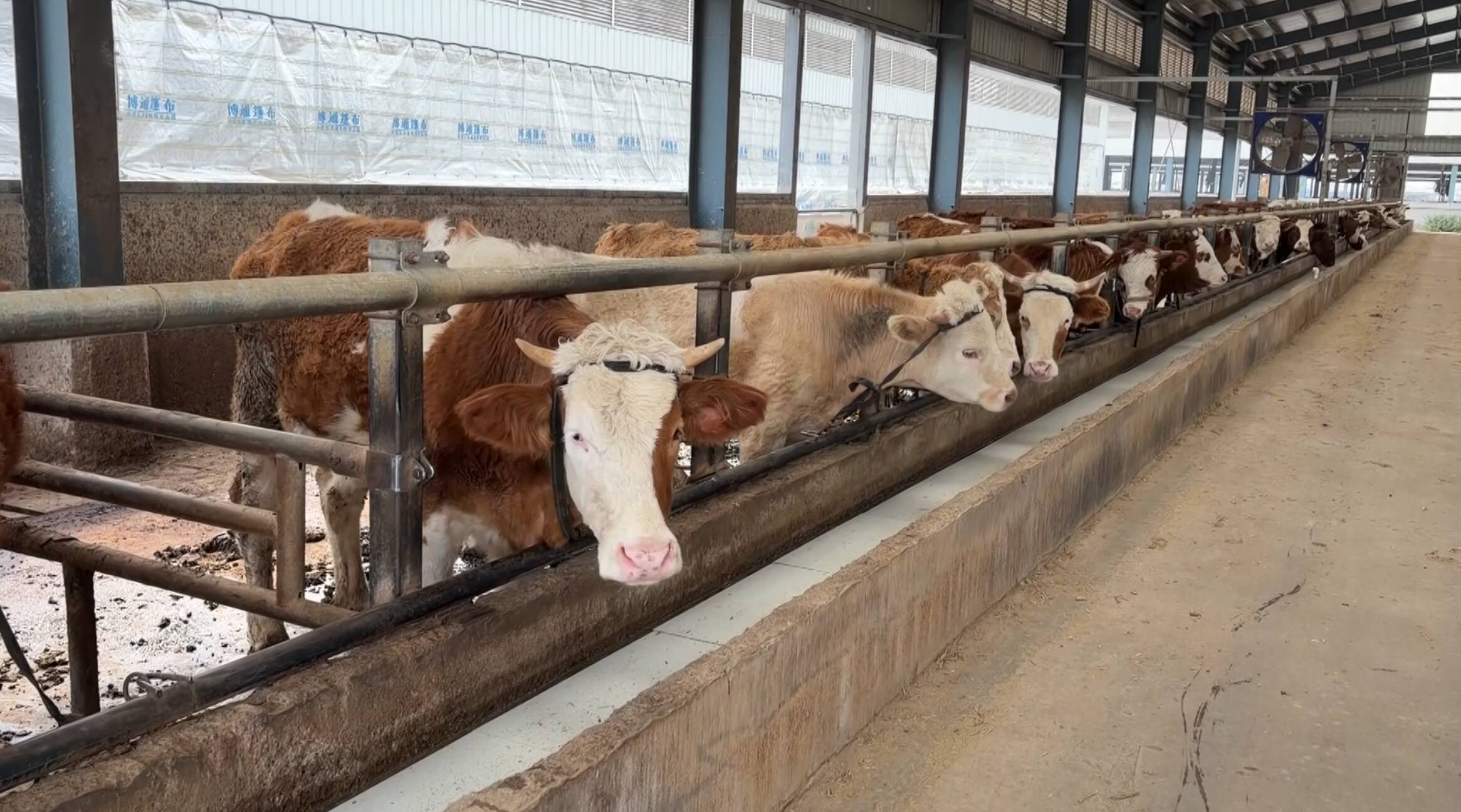 47万人小城12万人“养牛” 滨州阳信如何用5G和“智慧精养”撬动660亿产业？