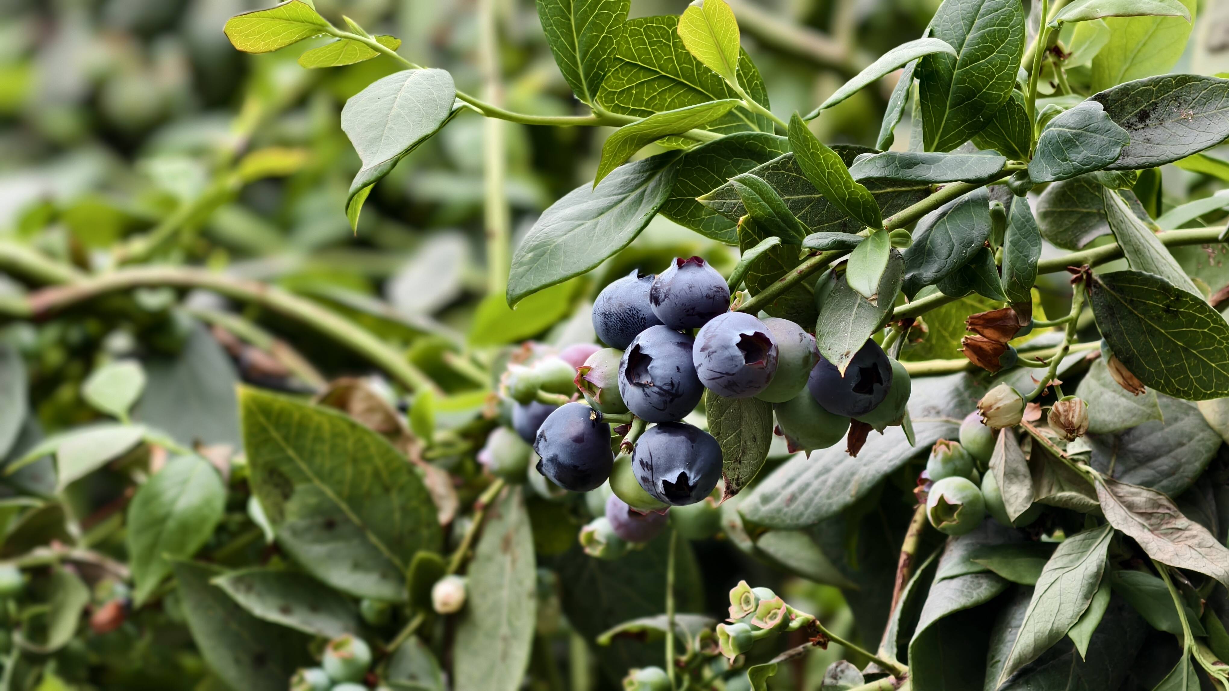 2026年全国主流媒体滨州行 | 小小蓝莓映乡村 智慧农业绘振兴