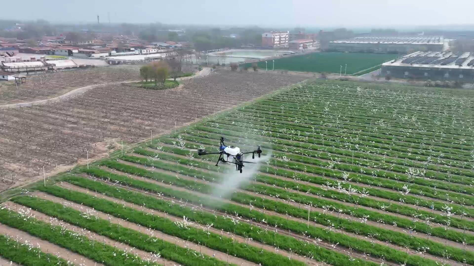 从“人工点花”到“一键起飞”！冠县酥梨无人机授粉提效80%