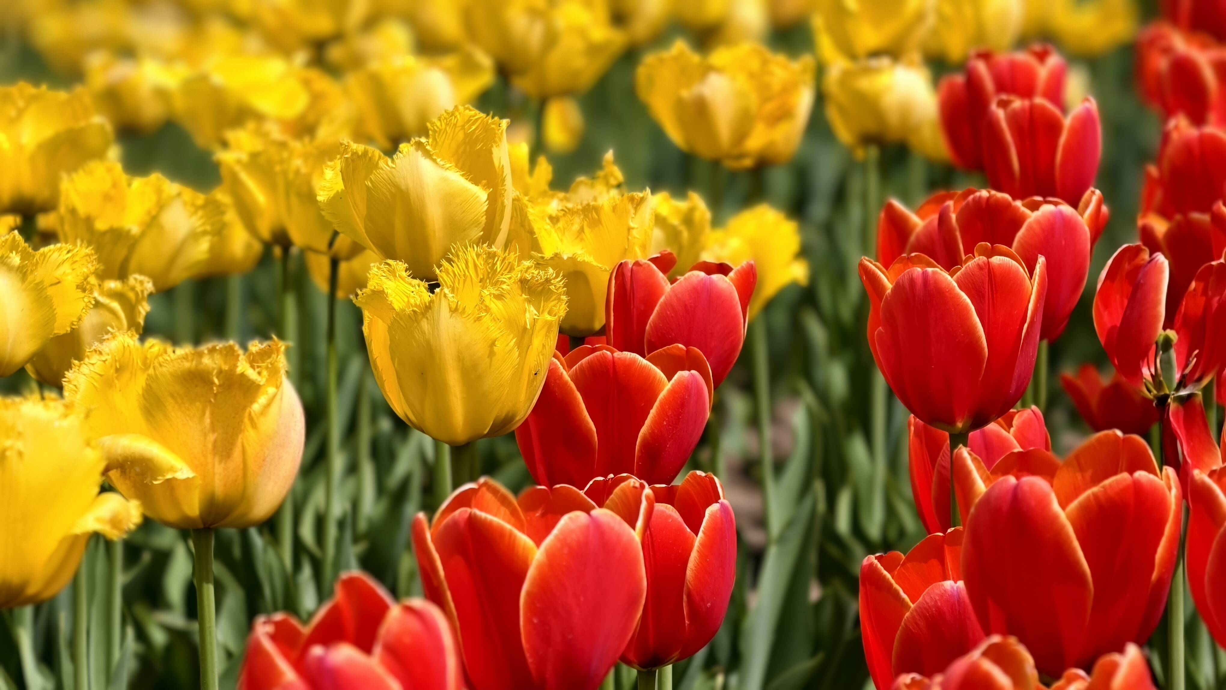 2026年全国主流媒体滨州行 | 百万郁金香绽放 定格滨州春日芳华