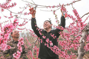 淄博淄川：相约桃花红 共促产业兴