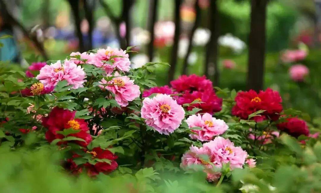 闪电评论丨一城国色半城诗，且向菏泽看花去