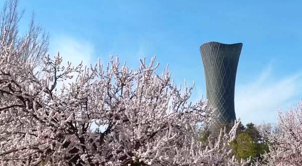 烟台春日杏花美如画