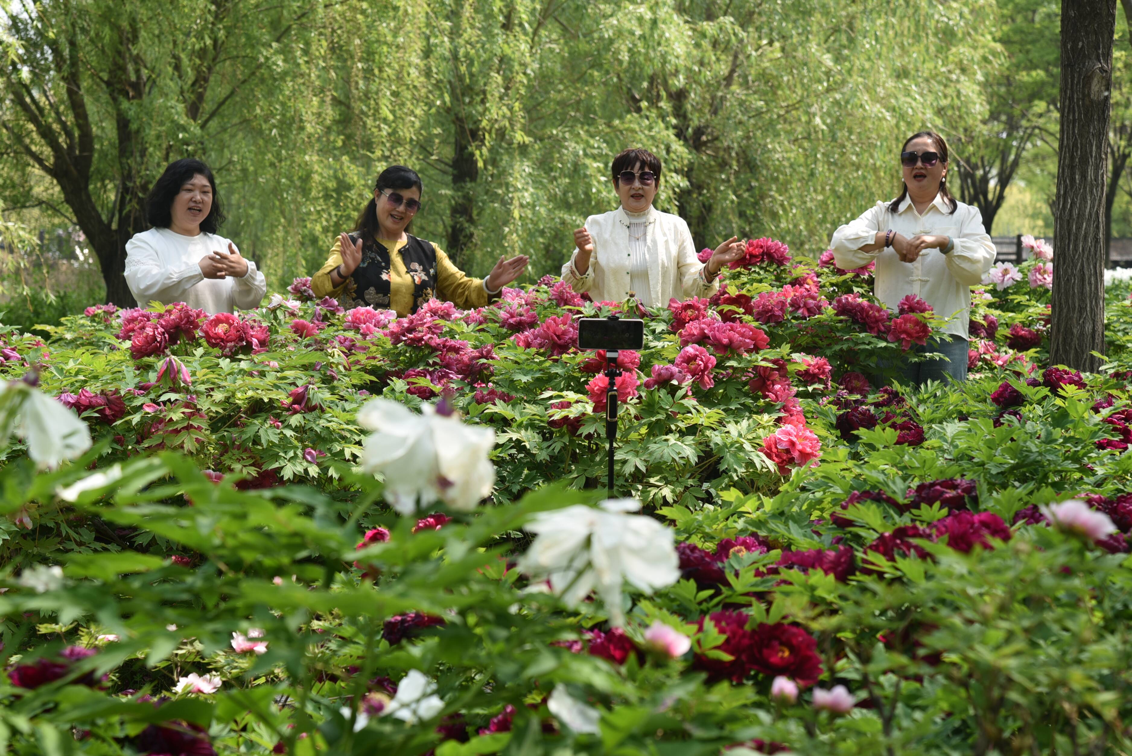 济宁：国色飘香润任城 文旅融合启新程