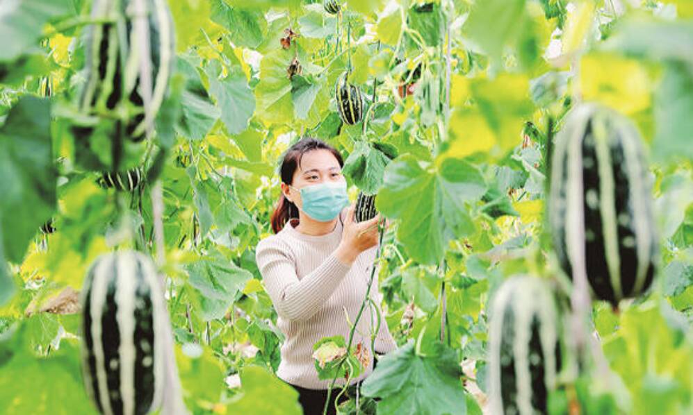 在盐碱地上种出的“春鲜”——东营特色瓜果产业踏访