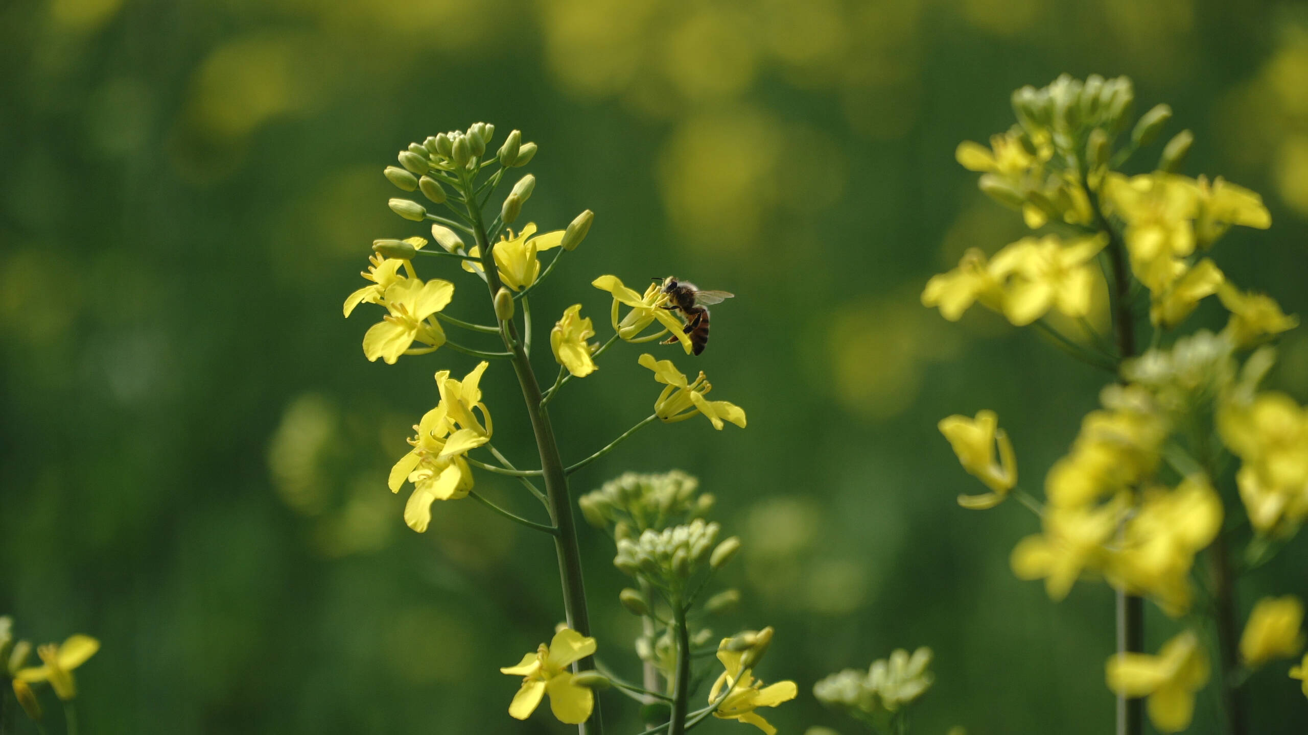 东营 “花花世界” 漫游指南丨油菜花开时 春日限定的金色浪漫