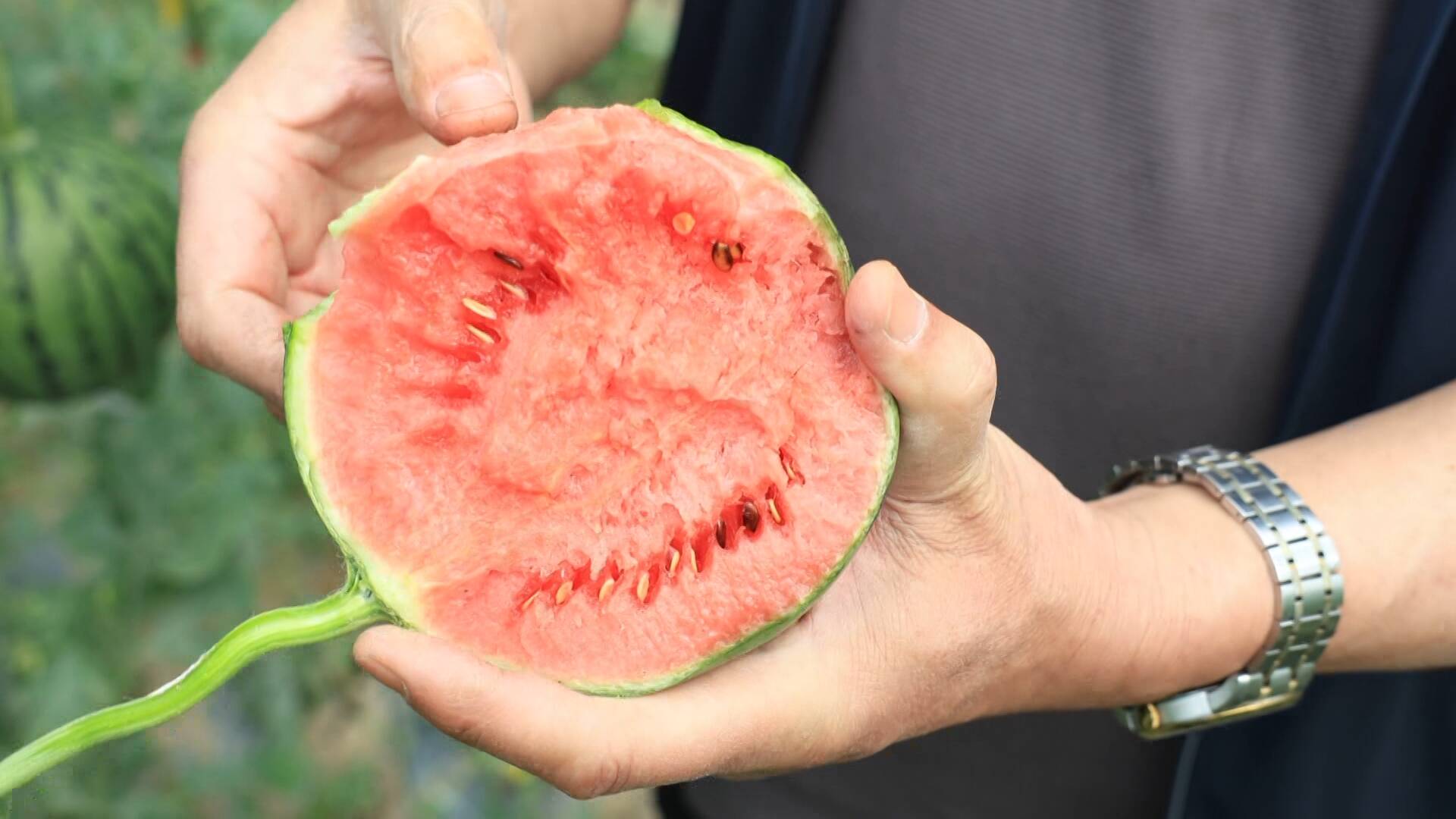 利津：盐碱地上的“红墩墩”西瓜香甜上市