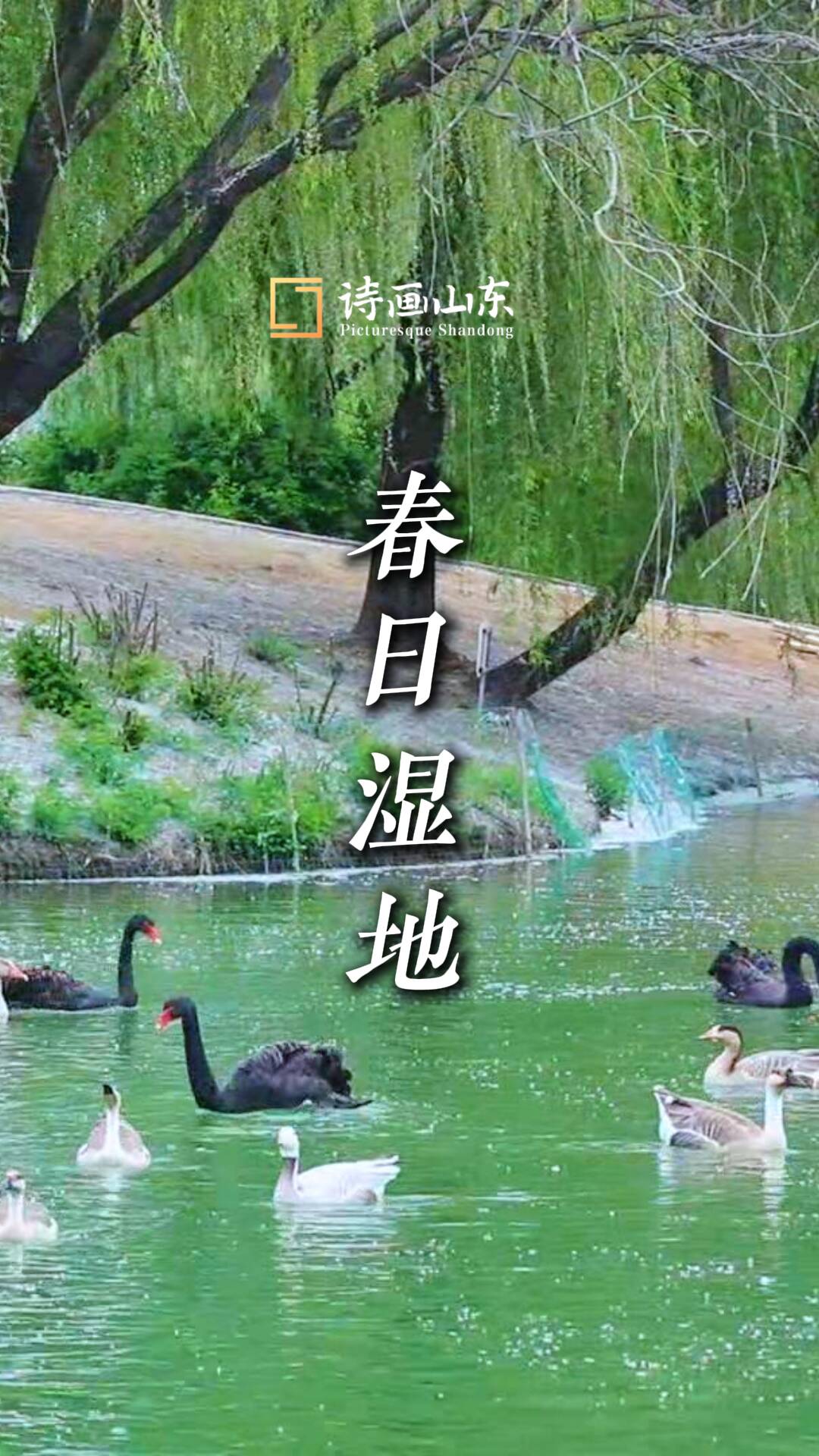 诗画山东｜春日湿地 是四季之书灵动的扉页彩插