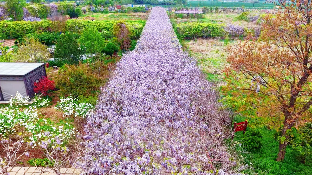 潍坊昌邑：紫藤瀑布下藏着小城幸福味