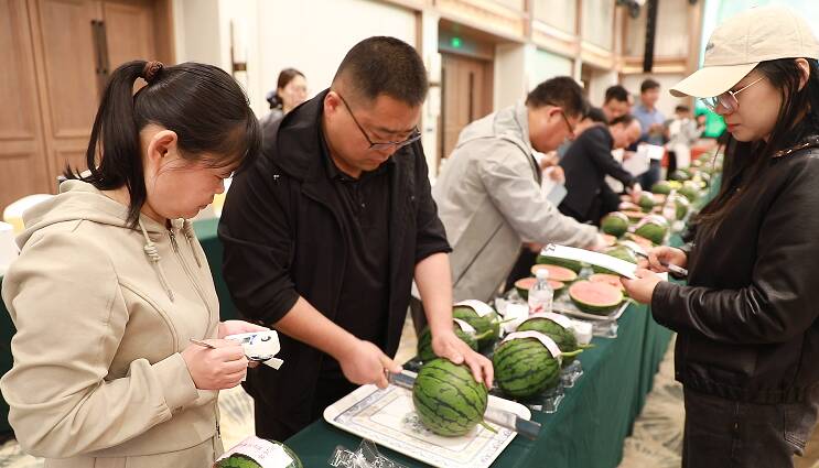 潍坊昌乐：西瓜“打擂”优中选优 “甜蜜产业”提档升级