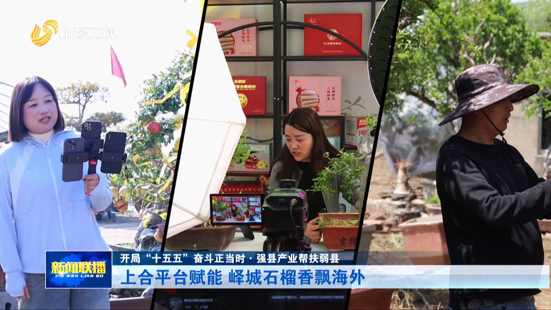 上合平台赋能 峄城石榴香飘海外