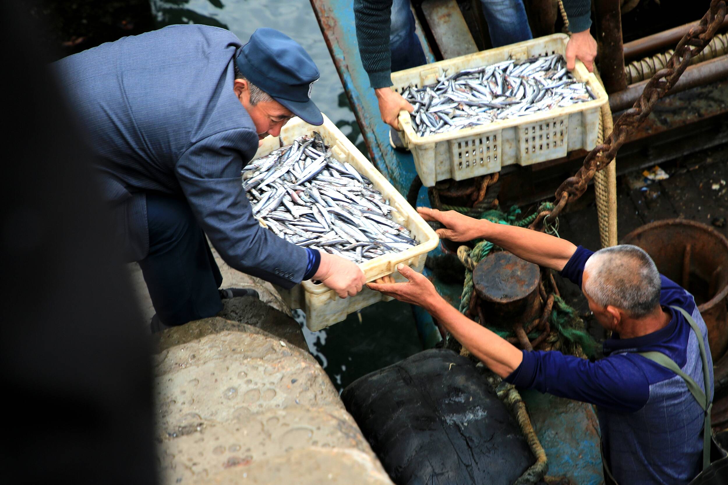 日照渔港春日丰收图鉴：抢抓黄金捕捞窗口期 收获春鲅鱼