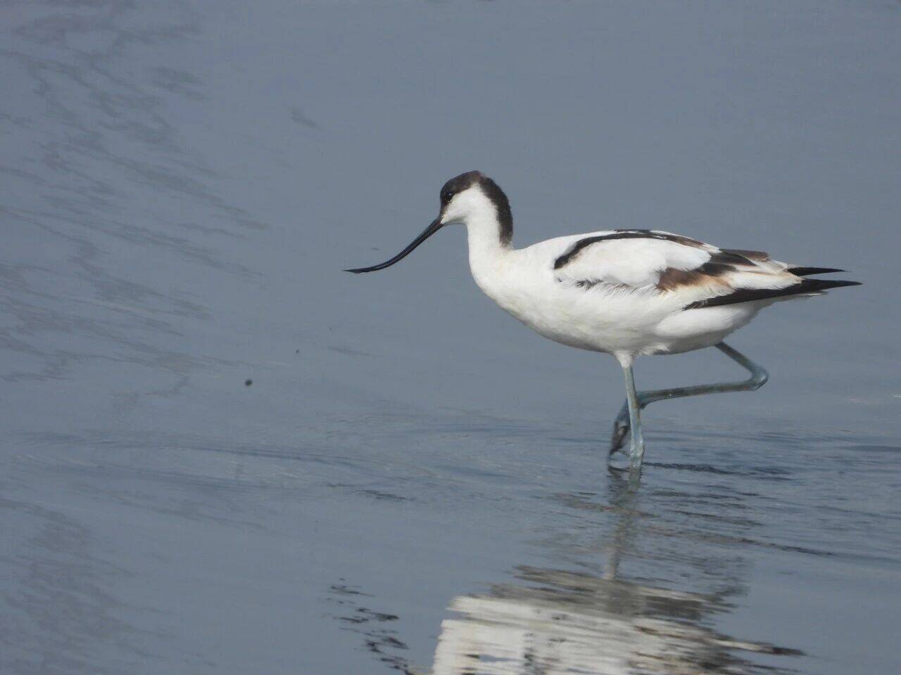 爱鸟始于心 护鸟践于行 | 潍坊陆生野生动植物资源调查成果：反嘴鹬