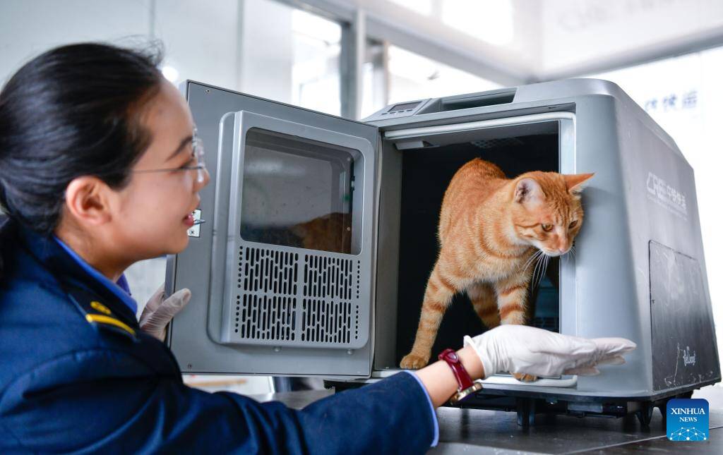 High-speed railway pet consignment ready for May Day rush
