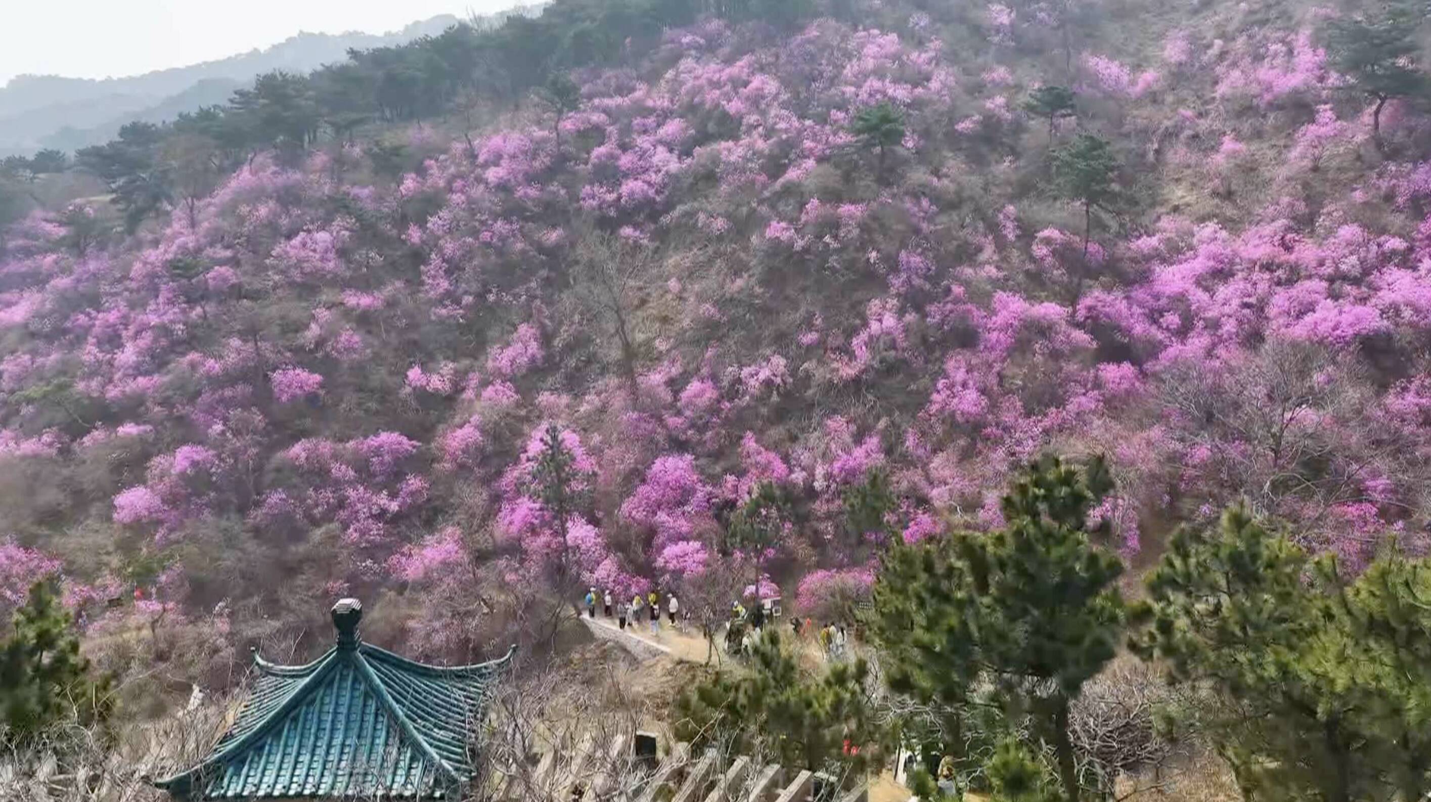 一草一木皆景致 日照五莲解锁文旅融合新路径